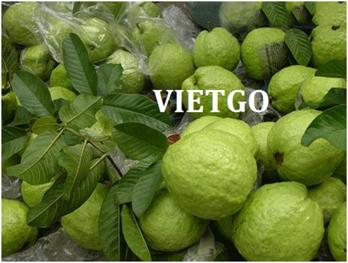 Ổi Và Dừa Vietgo